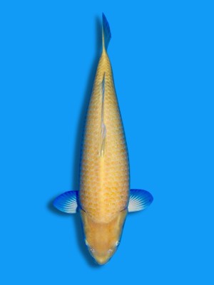 Karashigoi | Koi&Co.
